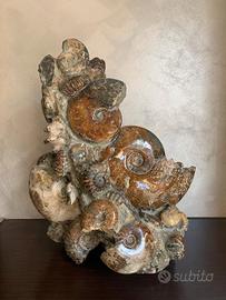 Ammonite  fossile 46x30. 25kg