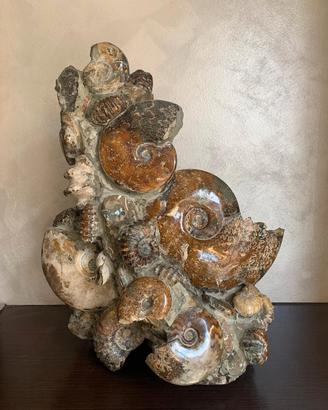 Ammonite  fossile 46x30. 25kg