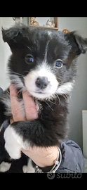 Disponibili cuccioli di border colli