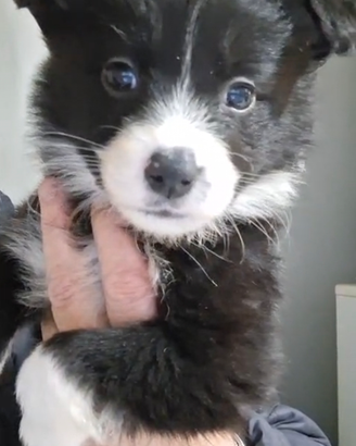 Disponibili cuccioli di border colli