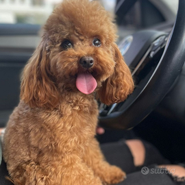 Barboncino toy disponibile per monta