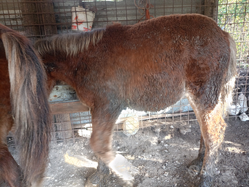 Puledro tpr x Breton