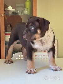 American bully XL cucciolo tricolore