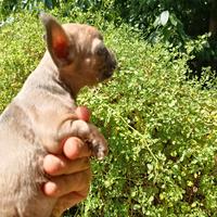 Bulldog francese