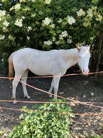 Puledra Paint