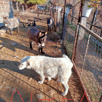 Maremmano abruzzese cuccioli