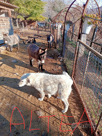 Maremmano abruzzese cuccioli