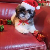 Shih-tzu cuccioli
