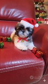 Shih-tzu cuccioli