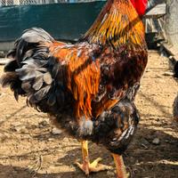 Galline whandotte