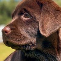 Cuccioli di lebradrer chocolat