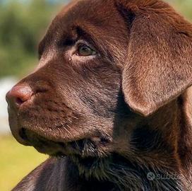 Cuccioli di lebradrer chocolat