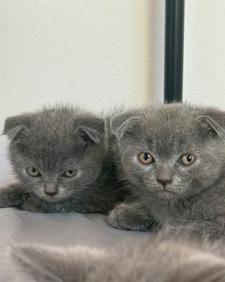 Cuccioli Scottish fold blu con occhi arancio