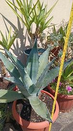 Vaso con pianta di Agave Americana altezza 40 cm