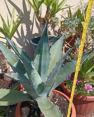 Vaso con pianta di Agave Americana altezza 40 cm
