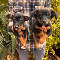 Cuccioli incrocio Jack Russell x Volpino