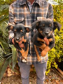 Cuccioli incrocio Jack Russell x Volpino