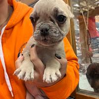 Cucciolo di Bouledogue Francese