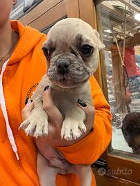 Cucciolo di Bouledogue Francese