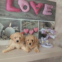 Cuccioli di MALTIPOO
