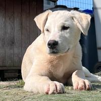 Cucciolo aspetta una famiglia