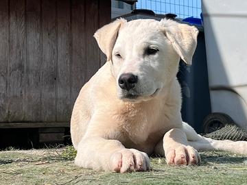 Cucciolo aspetta una famiglia