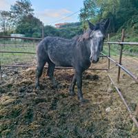 Percheron