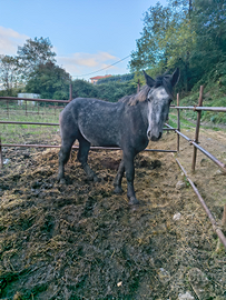 Percheron