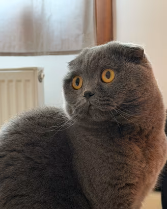 Scottish Fold