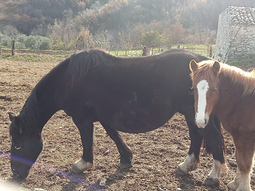 Cavalla gravida marrone