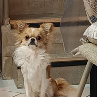 Pepe disponibile per monta