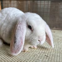 Coniglio di razza Ariete Nano REX