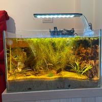 acquario