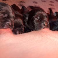 Cuccioli di labrador Retriever