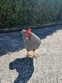 Gallo Amrok