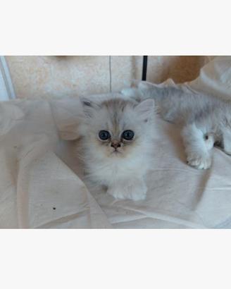 Gatto alaska