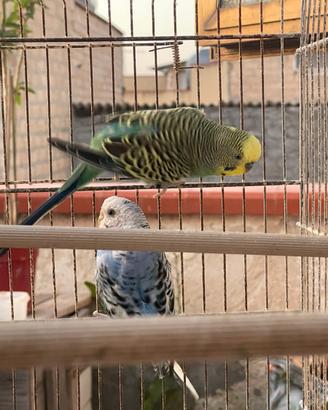 Coppia cocorite riproduttiva