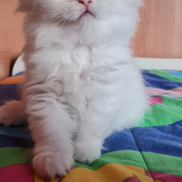 Highland straight Scottish Fold