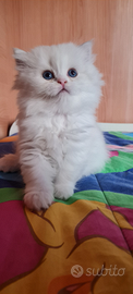 Highland straight Scottish Fold