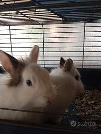 Conigli nani e ariete cucciolo disponibile