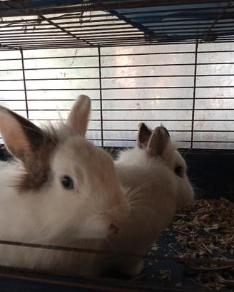 Conigli nani e ariete cucciolo disponibile