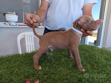 American Pitbull terrier
