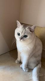 British shorthair con pedigree