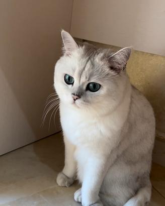 British shorthair con pedigree