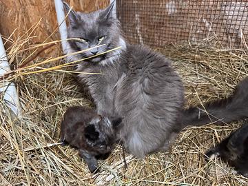 Maine coon cuccioli dolcissimi