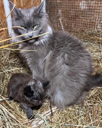 Maine coon cuccioli dolcissimi