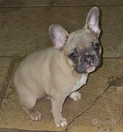 Maschietto bulldog Francese tenerone