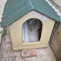 Cuccia cane in cemento