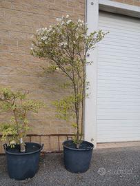 CORNUS FLORIDA RAINBOW BIANCO