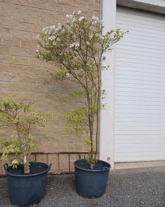 CORNUS FLORIDA RAINBOW BIANCO